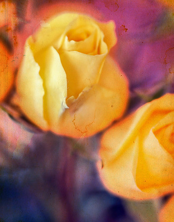 Rose V