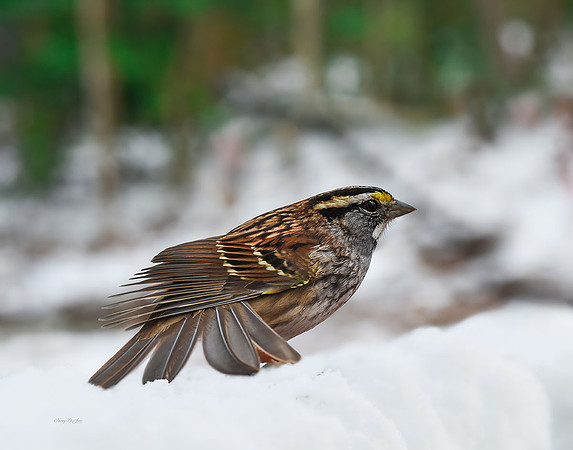White Throated Sparrow I