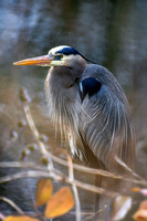 Blue Heron II