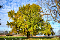 Gingko Tree, Fredericksburg National Cemetery