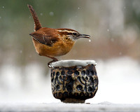 Carolina Wren on Pottery I