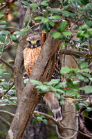 Red-Shouldered Hawk I