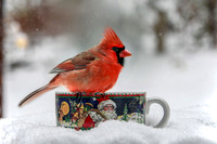 Cardinal in Santa Mug I