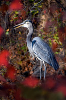 Blue Heron IV