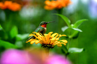 Hummingbird on Zinnia III