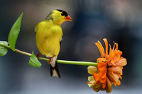 Goldfinch on Zinnia I