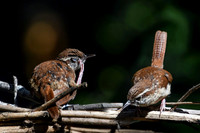 Carolina Wrens II