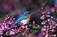 Bluebird in Redbud
