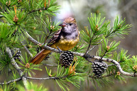 Great Crested Flycatcher II