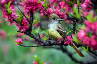 Great Crested Flycatcher I