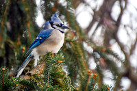 Blue Jay II
