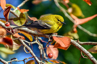 Pine Warbler IV