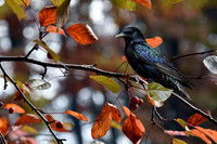 Starling II