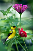 Goldfinch on Zinnia II