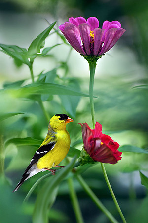 Goldfinch on Zinnia II