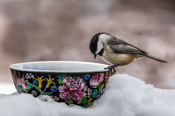 Chickadee on Pottery I