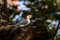 Red-Bellied Woodpecker IV