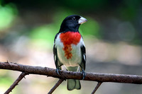 Rose Breasted Grosbeak IV