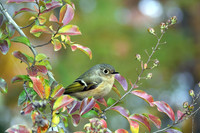 Ruby Crowned Kinglet I