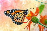 Monarch Butterfly I