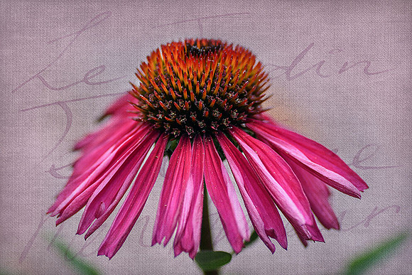 Echinacea Texturres