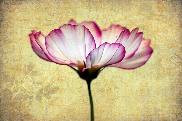 Creative Cosmos