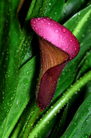 Calla Lily with Raindrops I