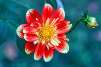 Dahlia II