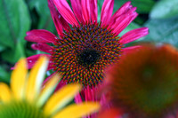 Echinacea II