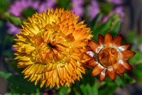 Strawflower I