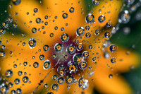 Dewdrops and Ice