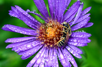 Leafcutter Bee on New England Aster with Raindrops I