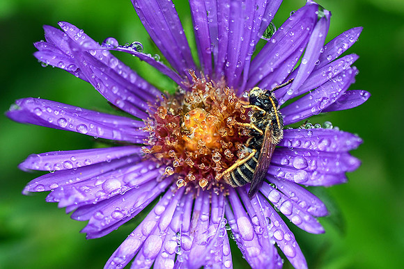 Leafcutter Bee on New England Aster with Raindrops I
