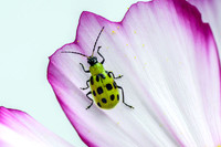 Western Spotted Cucumber Beetle IV
