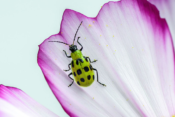 Western Spotted Cucumber Beetle IV