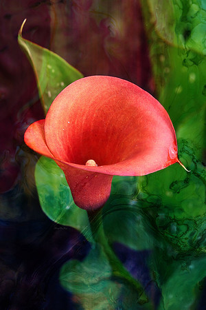 Calla Lily V