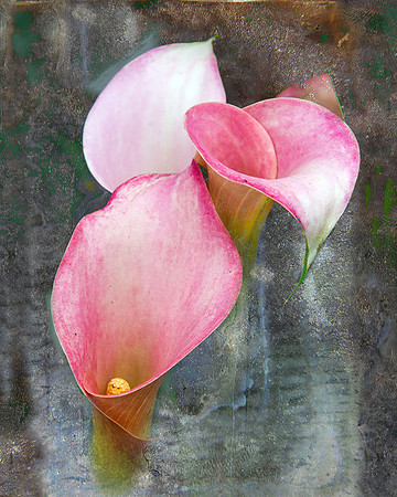 Calla Lily IX