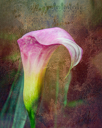 Calla Lily VI