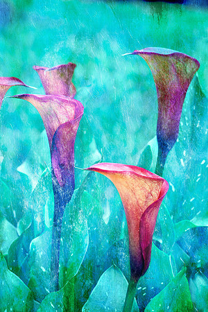 Calla Lily VIII