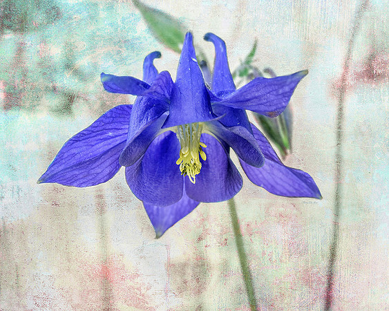Columbine IV