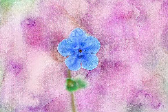 Forget Me Not III