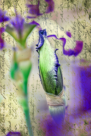 Iris X