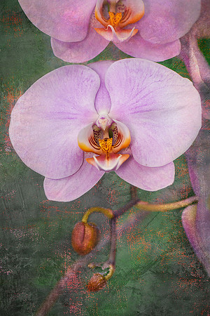 Orchid I