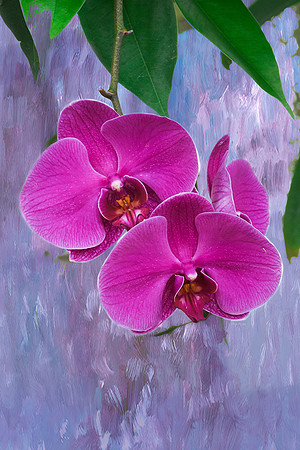 Orchid III