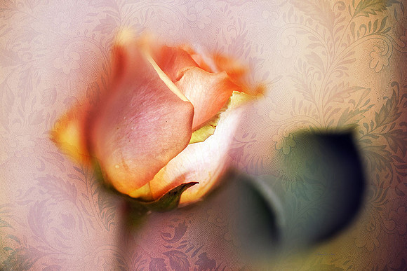 Rose VIII