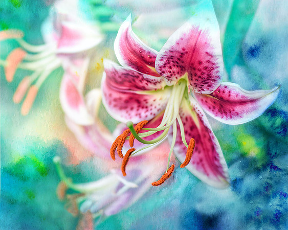 Stargazer Lily X