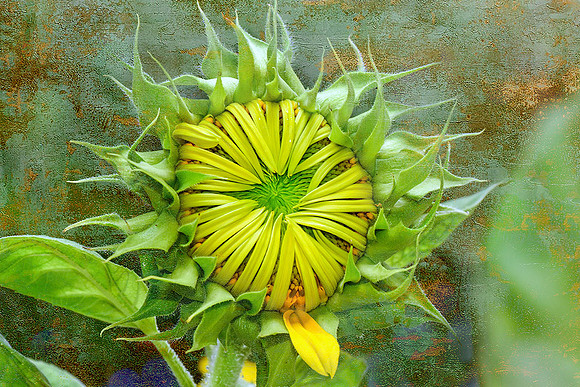 Sunflower I
