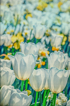 Tulip Garden III