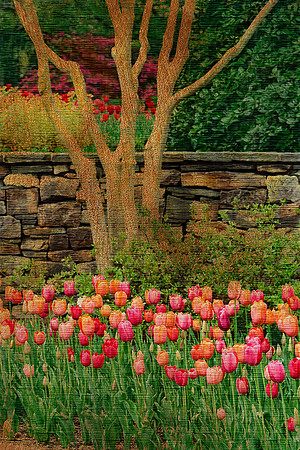 Tulip Garden V