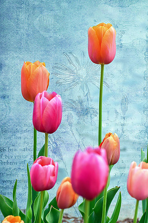 Tulip Garden VIII